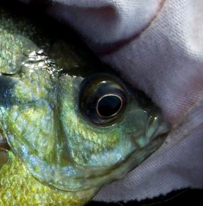 Image of a fish on a blanket.